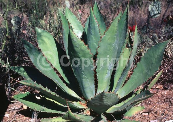 Yellow blooms; Evergreen; North American Native