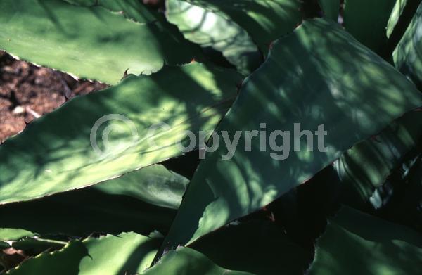 Yellow blooms; Evergreen; North American Native