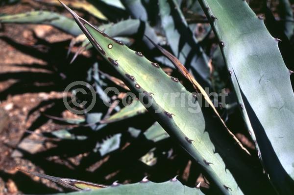 White blooms; Evergreen