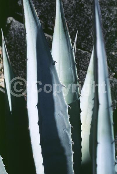 Yellow blooms; Evergreen; North American Native