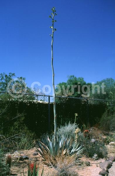 Yellow blooms; Evergreen; North American Native