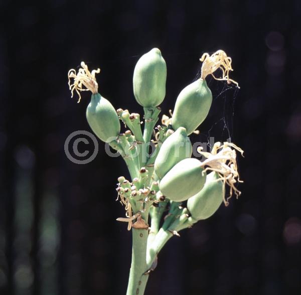 Yellow blooms; Evergreen; North American Native