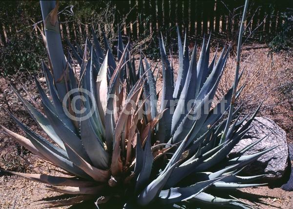 Yellow blooms; Evergreen; North American Native