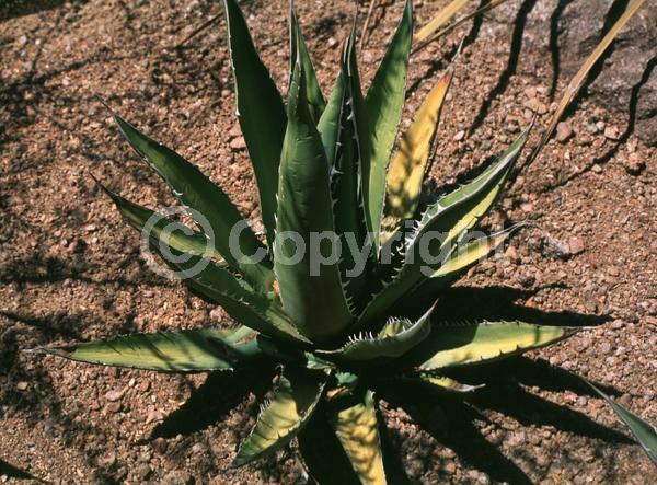 Yellow blooms; Green blooms; Pink blooms; Evergreen; North American Native