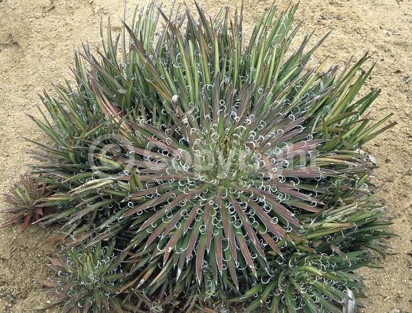 Yellow blooms; Evergreen