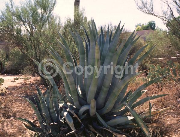 Yellow blooms; Evergreen; North American Native