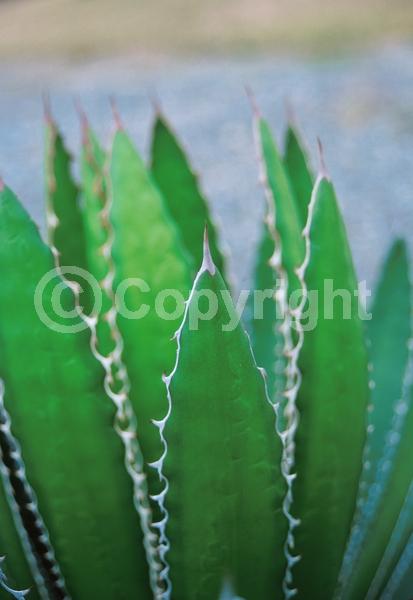 Yellow blooms; Evergreen; North American Native