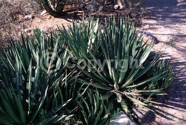 Yellow blooms; Evergreen; North American Native