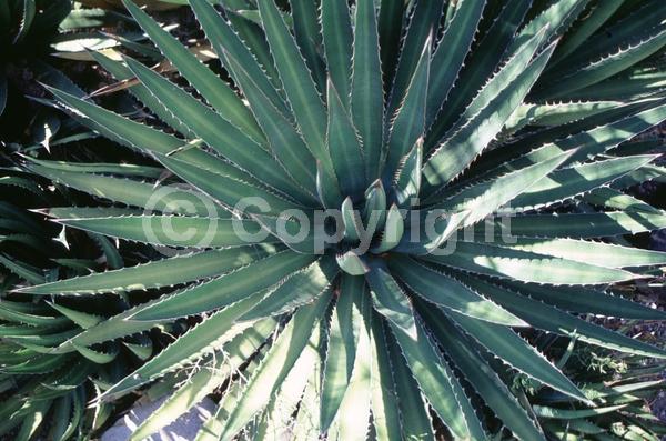 Yellow blooms; Evergreen; North American Native