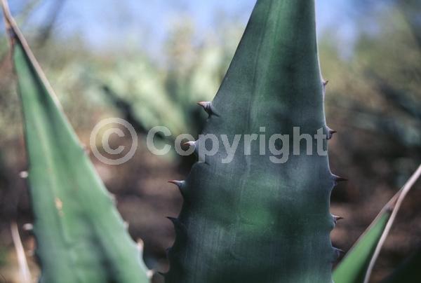 White blooms; Evergreen