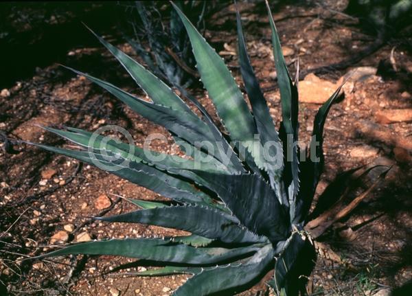 White blooms; Evergreen