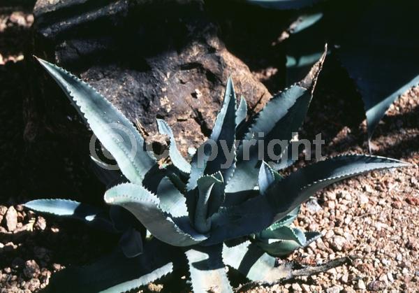 White blooms; Evergreen