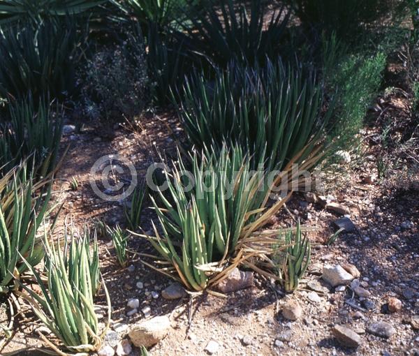 Red blooms; Yellow blooms; Purple blooms; Evergreen; North American Native
