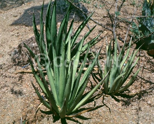 White blooms; Evergreen