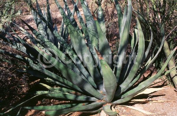 White blooms; Evergreen