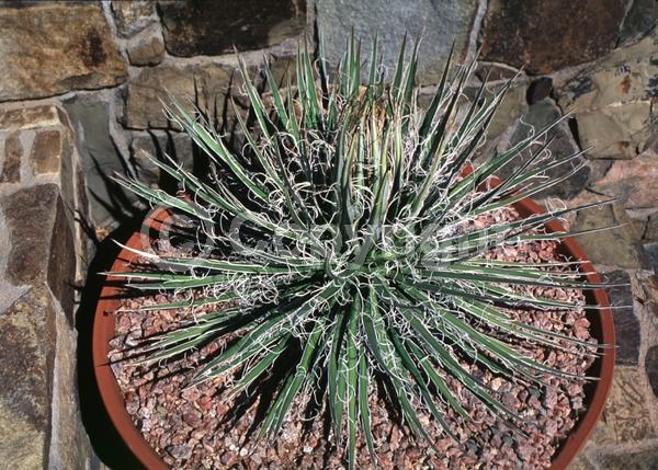 Green blooms; Pink blooms; Evergreen; North American Native