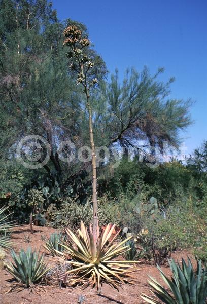 Green blooms; Evergreen; North American Native