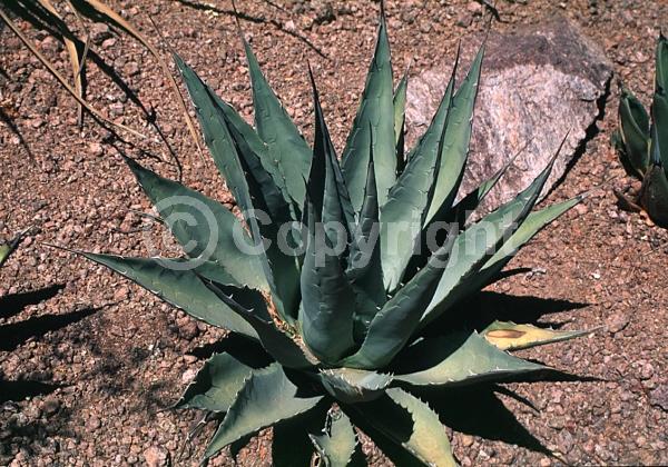 Yellow blooms; North American Native