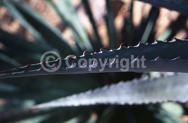 Red blooms; Yellow blooms; White blooms; Green blooms; Evergreen; North American Native