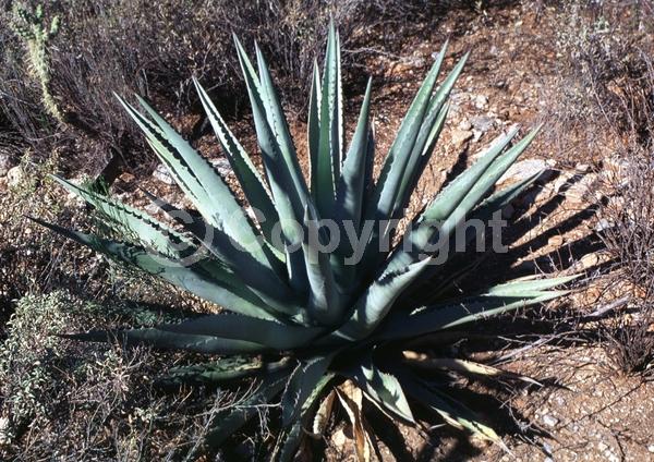 Red blooms; Yellow blooms; White blooms; Green blooms; Evergreen; North American Native