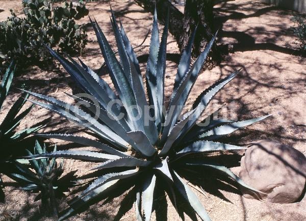 Red blooms; Yellow blooms; White blooms; Green blooms; Evergreen; North American Native