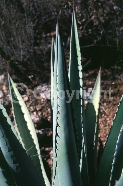 Red blooms; Yellow blooms; White blooms; Green blooms; Evergreen; North American Native