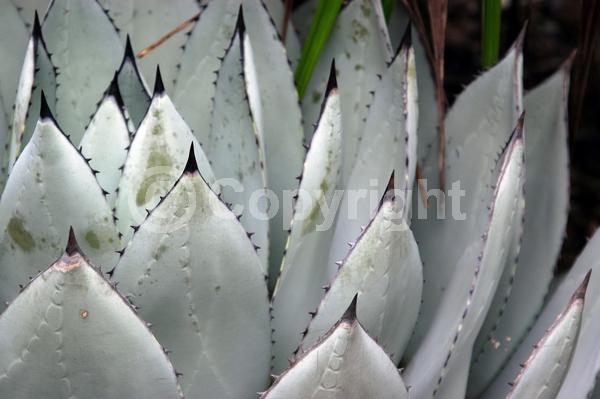 Yellow blooms; Pink blooms; Evergreen; Broadleaf; North American Native