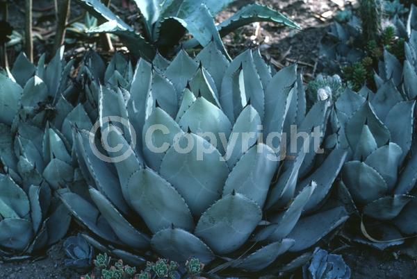 Yellow blooms; Pink blooms; Evergreen; Broadleaf; North American Native