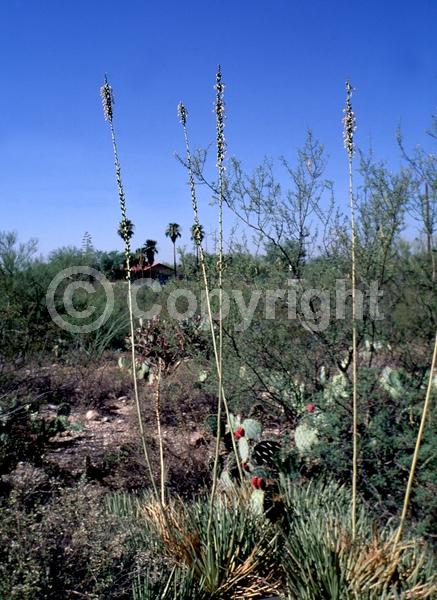 White blooms; Evergreen; North American Native