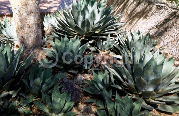 Yellow blooms; Pink blooms; Evergreen; Broadleaf; North American Native