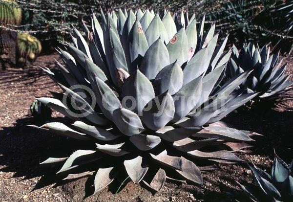 Yellow blooms; Pink blooms; Evergreen; Broadleaf; North American Native