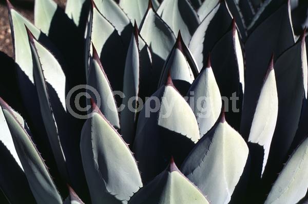 Yellow blooms; Pink blooms; Evergreen; Broadleaf; North American Native