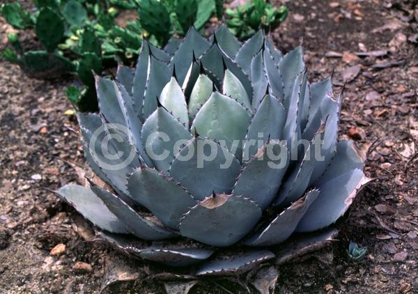 Yellow blooms; Pink blooms; Evergreen; Broadleaf; North American Native