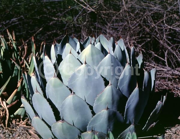 White blooms; Evergreen; North American Native
