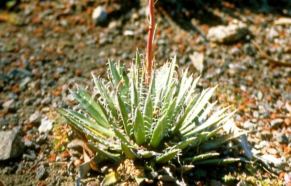 Yellow blooms; Evergreen; Broadleaf; North American Native