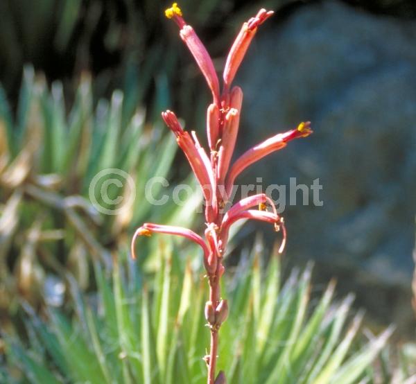 Yellow blooms; Evergreen; Broadleaf; North American Native