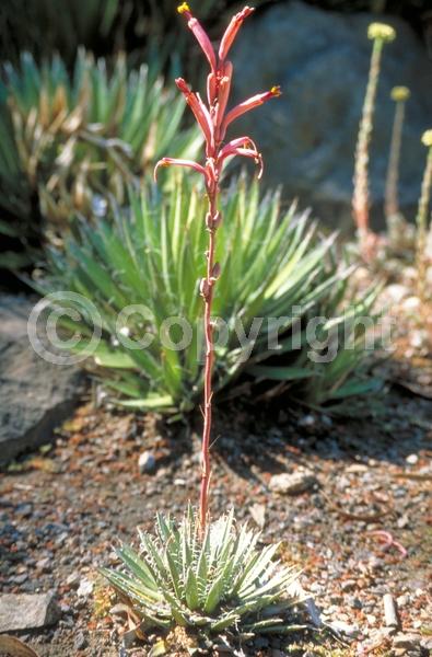 Yellow blooms; Evergreen; Broadleaf; North American Native