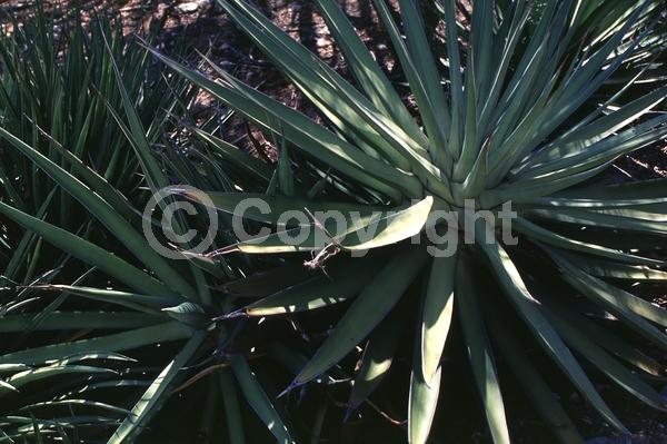 White blooms; Evergreen; North American Native