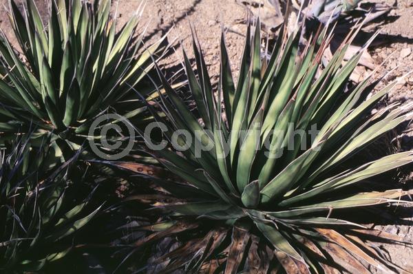 White blooms; Evergreen; North American Native