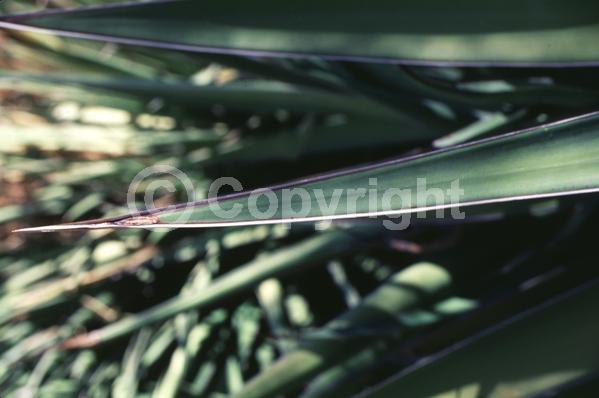 White blooms; Evergreen; North American Native