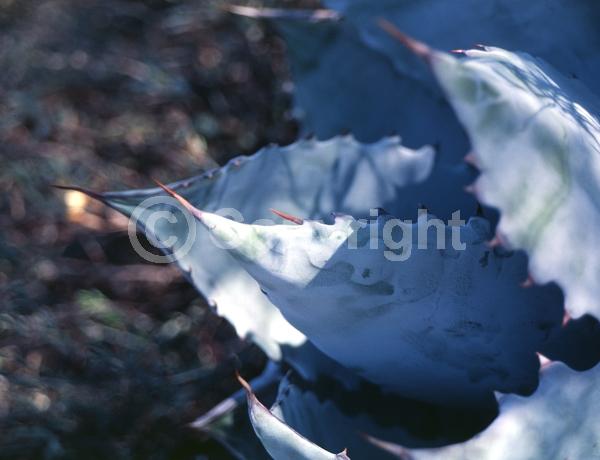 Yellow blooms; Evergreen; North American Native