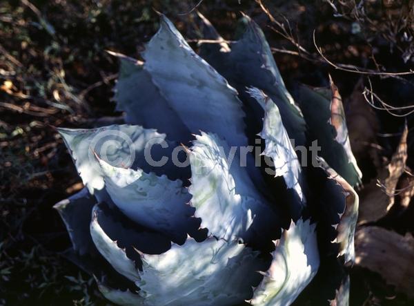 Yellow blooms; Evergreen; North American Native