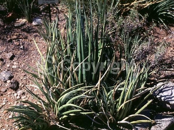 White blooms; Evergreen; North American Native