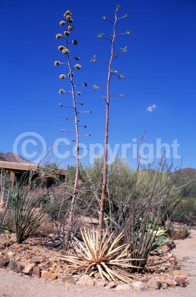 Yellow blooms; Evergreen; North American Native