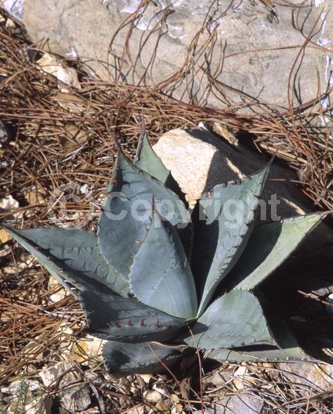 White blooms; Evergreen