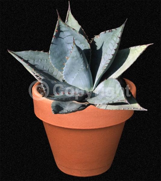 White blooms; Evergreen