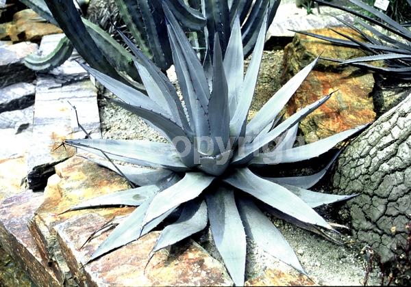 White blooms; Evergreen