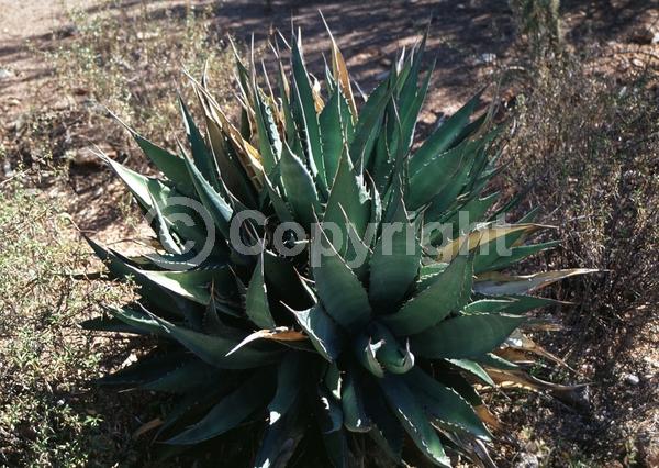 Yellow blooms; Evergreen; North American Native