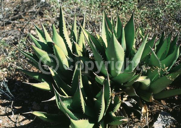 Yellow blooms; Evergreen; North American Native