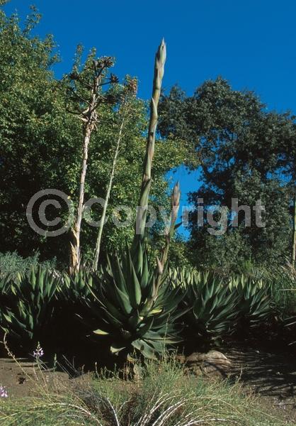 Yellow blooms; Evergreen; North American Native